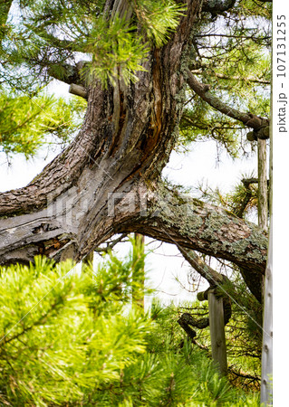 歴史を感じる実盛塚イメージ｜松の大木イメージ｜石川県加賀市 107131255