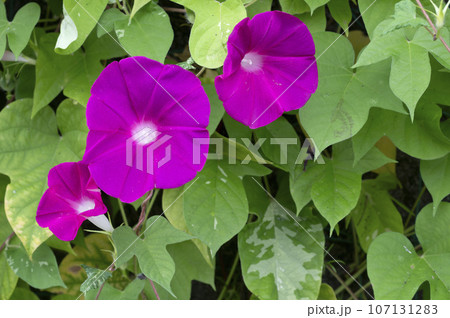 朝顔 朝顔 107131283