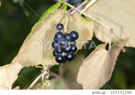 エビヅル エビヅル 107131290