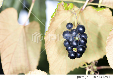 エビヅル 107131291