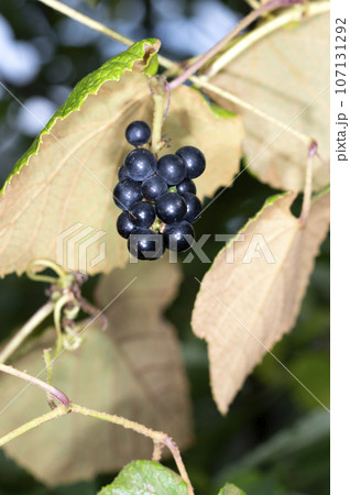 エビヅル 107131292