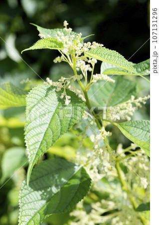 カラムシ 107131296