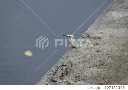 白いカワセミ 107131306