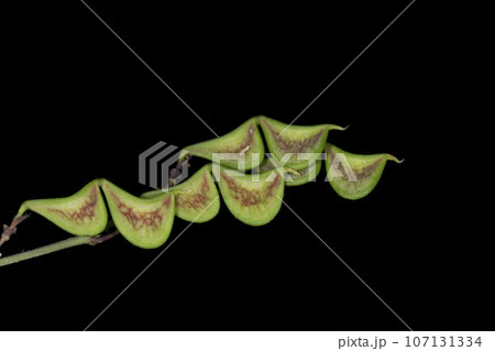 ヌスビトハギ 107131334