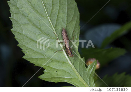 ヒナカマキリ 107131630