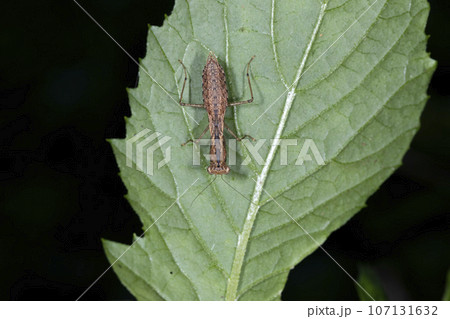ヒナカマキリ ヒナカマキリ 107131632