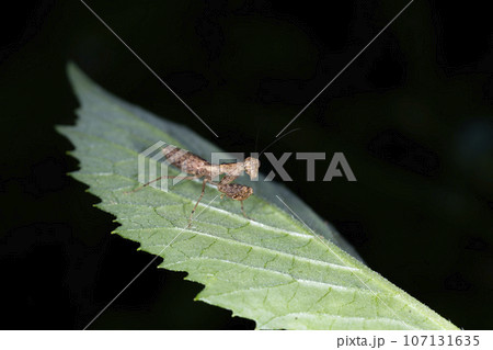 ヒナカマキリ ヒナカマキリ 107131635