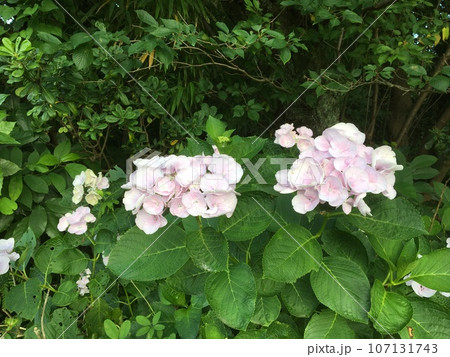小田原文学館旧田中光顕邸に咲く薄いピンクの紫陽花 107131743