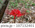 一輪の彼岸花 107132401