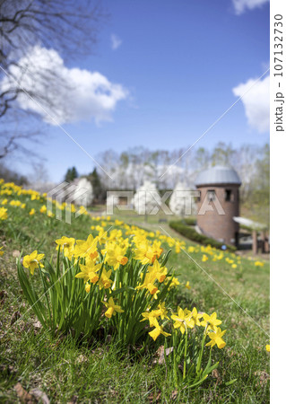 スイセン　滝野すずらん丘陵公園　札幌市 107132730