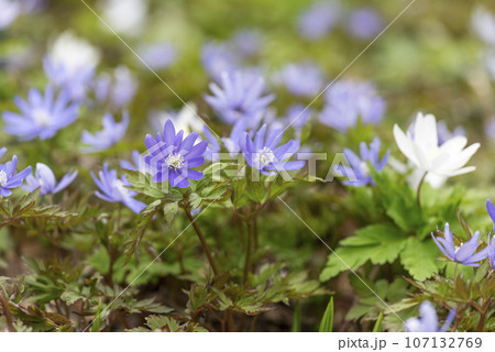 キクザキイチゲ　滝野すずらん丘陵公園　札幌市 107132769