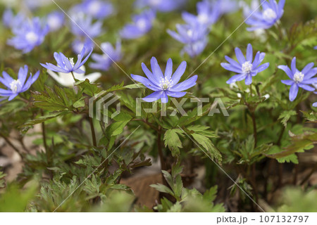 キクザキイチゲ　滝野すずらん丘陵公園　札幌市 107132797