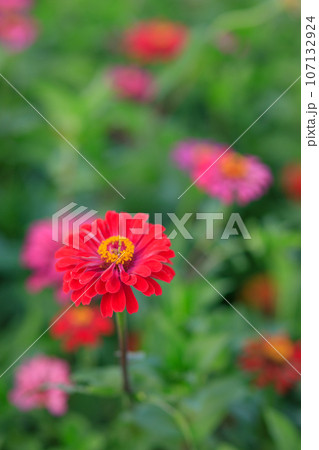 綺麗な百日草の花 群馬県高崎市 綺麗な百日草の花 群馬県高崎市 107132924