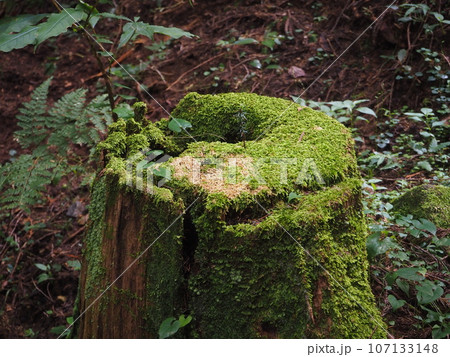 コケに覆われた切り株 107133148