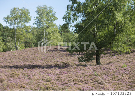Fields o flowering heather on the outskirt of Hamburg, Germany. High quality photo 107133222