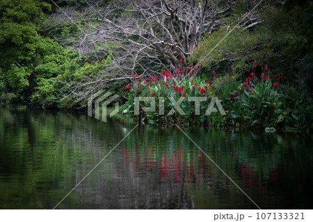 初夏の水辺に咲く花のある公園の風景 初夏の水辺に咲く花のある公園の風景 107133321