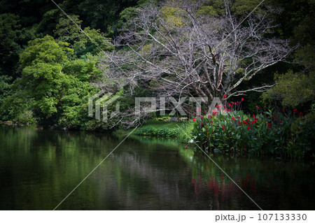 初夏の水辺に咲く花のある公園の風景 初夏の水辺に咲く花のある公園の風景 107133330