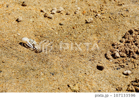 石垣島のシオマネキ 107133596