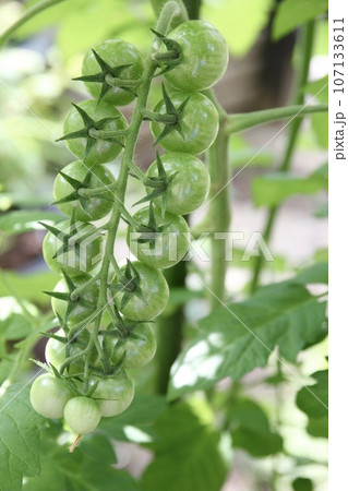 栽培中のミニトマト 107133611