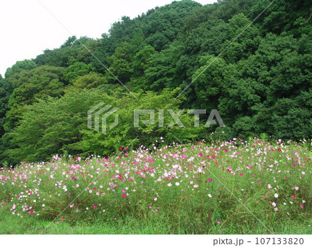 秋の里山のコスモス咲く野原と森風景 秋の里山のコスモス咲く野原と森風景 107133820