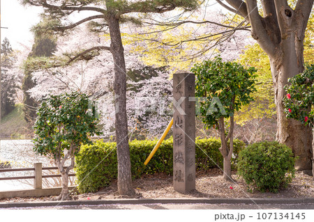 山形県霞城公園内の山形城址のお堀の桜と石銘板 107134145