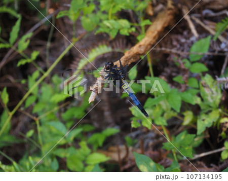 枝に止まるトンボ 107134195