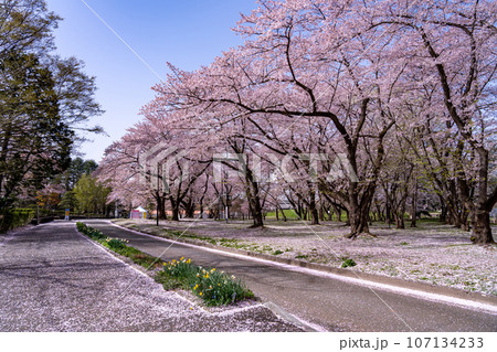 山形県霞城公園内の山形城址の桜 山形県霞城公園内の山形城址の桜 107134233