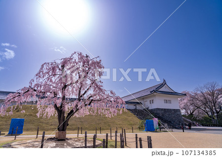 山形県霞城公園内の山形城址東大手門と桜 107134385
