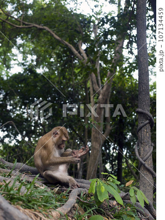 Monkey sitting in forest. Macaque cleaning 107134459