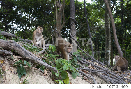 Family of monkeys macaca fascicularis in forest 107134460