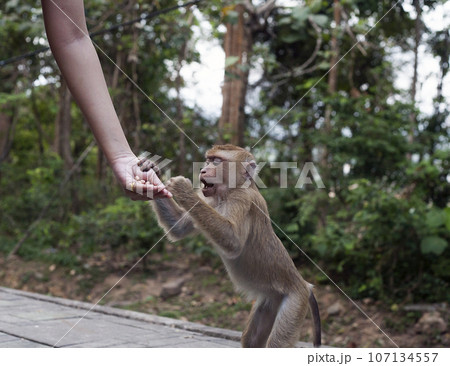 Monkey feeding at Monkey Hill, Phuket, Thailand Monkey feeding at Monkey Hill, Phuket, Thailand 107134557
