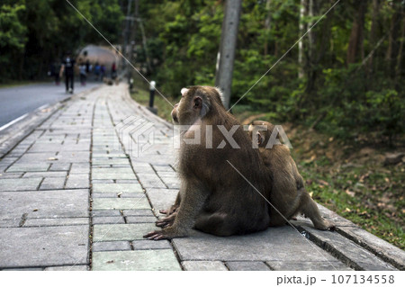 Monkeys macaca fascicularis sitting on road at Monkey Hill, Phuket, Thailand Monkeys macaca fascicularis sitting on road at Monkey Hill, Phuket, Thailand 107134558