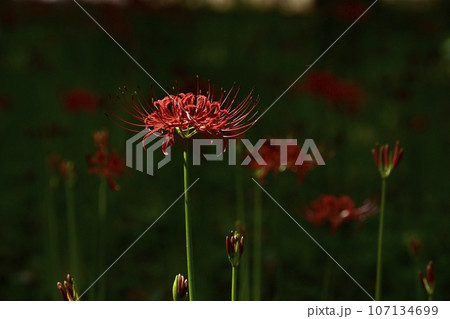 森林公園に咲くヒガンバナの花 森林公園に咲くヒガンバナの花 107134699