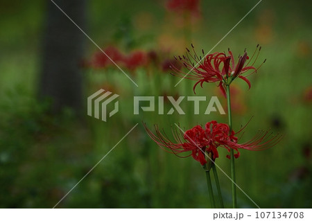 森林公園に咲くヒガンバナの花 森林公園に咲くヒガンバナの花 107134708