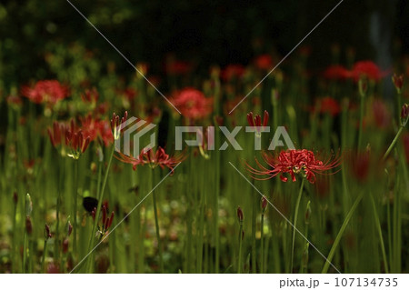 森林公園に咲くヒガンバナの花 森林公園に咲くヒガンバナの花 107134735
