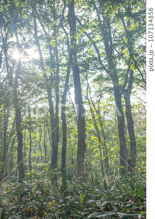 ブナ林 (大山) ブナ林 (大山) 107134856