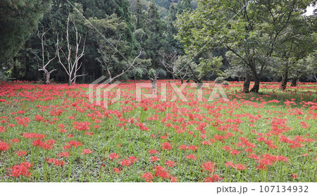吉賀の彼岸花 107134932