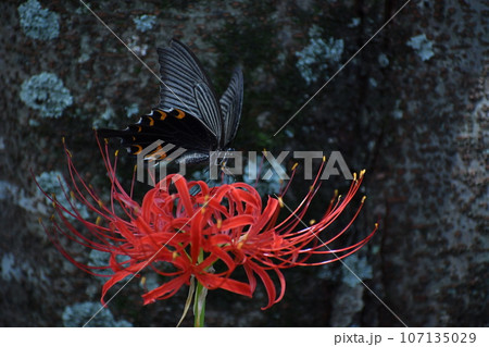 クロアゲハと彼岸花 107135029