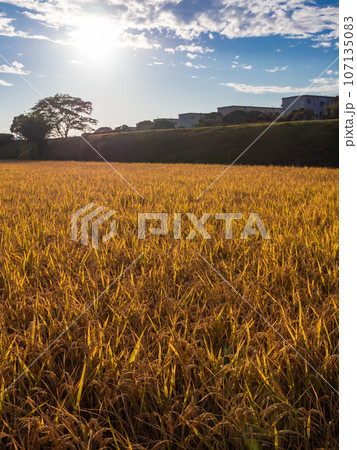 黄金色の稲穂 107135083