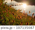 逆光に輝くネコジャラシ 107135087