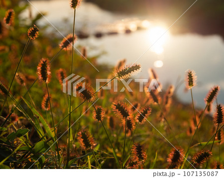 逆光に輝くネコジャラシ 逆光に輝くネコジャラシ 107135087