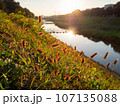 逆光に輝くネコジャラシ 107135088