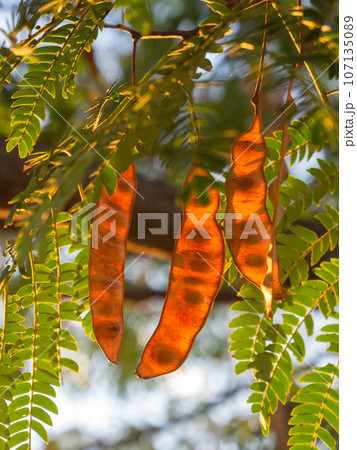 秋のニセアカシアの莢果 107135089