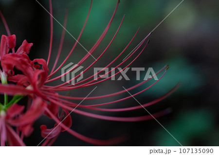 見頃を迎えた赤い彼岸花 107135090