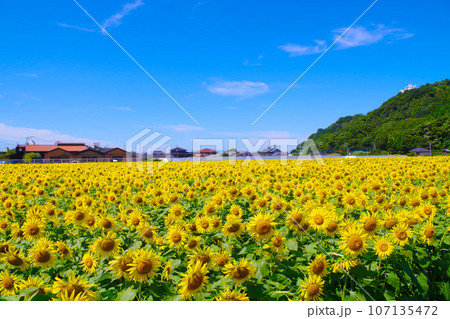 朝倉市杷木のひまわり園004 107135472