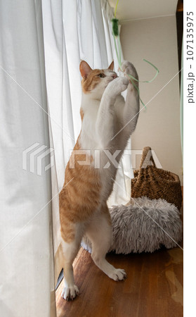 おもちゃで遊ぶ猫 茶トラ白 おもちゃで遊ぶ猫 茶トラ白 107135975