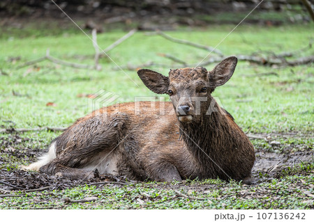 泥浴びする雄鹿　奈良公園 107136242