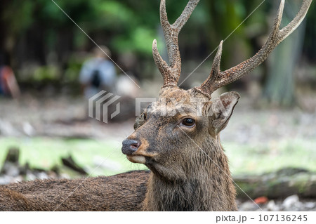奈良公園の鹿 107136245