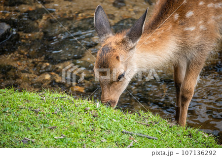 水辺で草を食べる鹿 奈良公園 水辺で草を食べる鹿 奈良公園 107136292