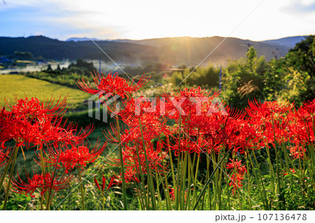 夕日に照らされる彼岸花 107136478